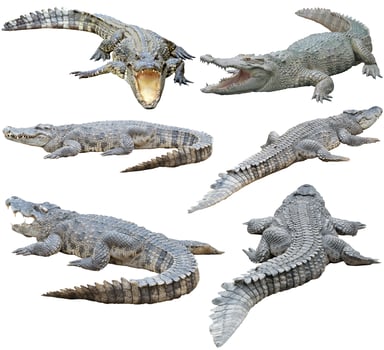 siamese crocodile isolated on white background photo