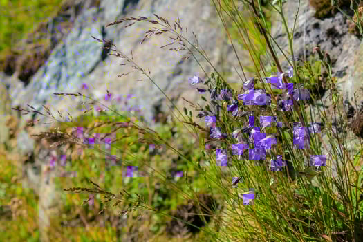 Lawn Bellflower Campanula cespitosa Summer meadow in Hemsedal, Norway. photo