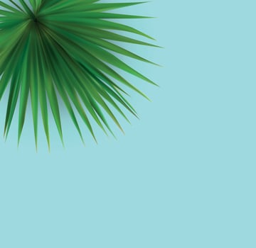 Beautiful Palm Leaf Tropical Background. Vector Illustration