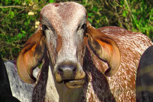 close-up ox grazing on green field in farm area. Agricultural production of bovine animals photo