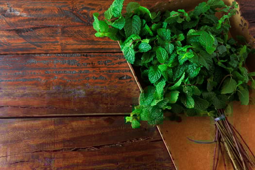 Group of green organic fresh mint in basket over rustic wooden desk. Aromatic peppermint with medicinal and culinary uses photo