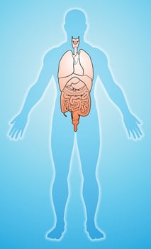 The image of the human internal organs is shown in the correct position. vector