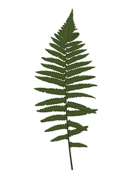 Fern Leaf Silhouette Vector Background Illustration