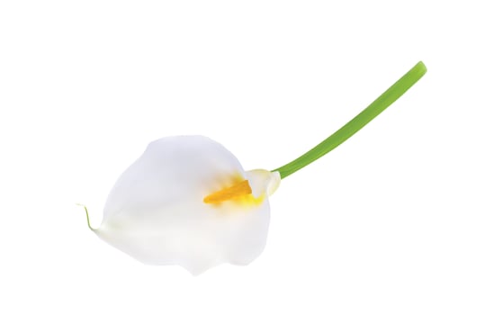 Colorful naturalistic flower calla. Vector Illustration.