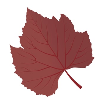 Sycamore Leaf Concepts vector
