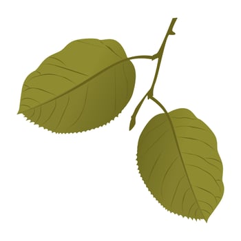 Quaking Aspen Concepts vector
