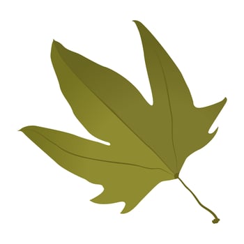 Maple Leaf Concepts vector