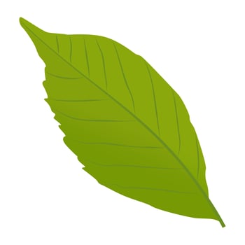 Ash Leaf Concepts vector