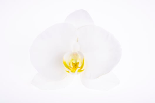 Single white orchid flower on paper background photo