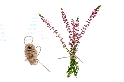 Blooming pink heather branches on white background photo