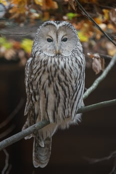 Ural owl on branch photo