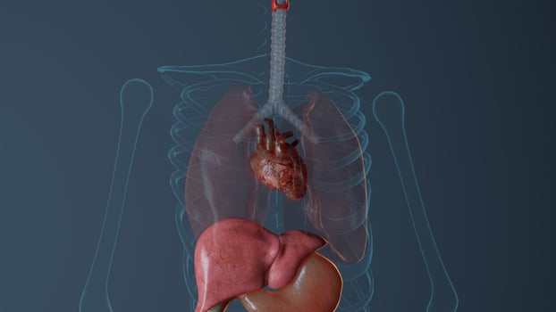 Anatomy of heart in male body photo