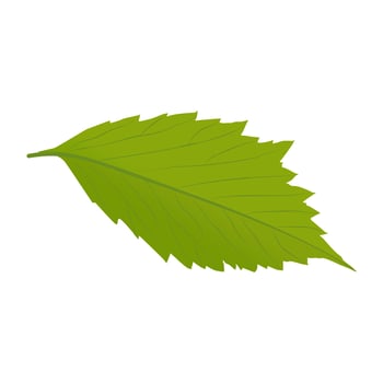 Hornbeam Leaf Concepts vector