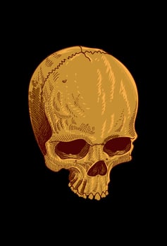 Skull vector illustration