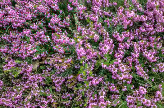 Heather flowers. Small violet flowers. vintage paper background. retro style photo