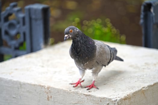 Portrait of a grey pigeon on a blurry background photo