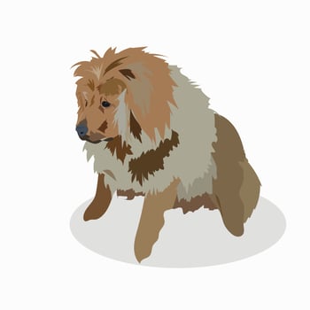 Tibetan great Dane of light color vector