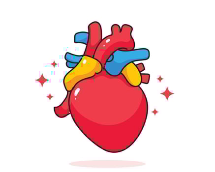 Heart human anatomy biology organ body system health care and medical hand drawn cartoon art illustration vector