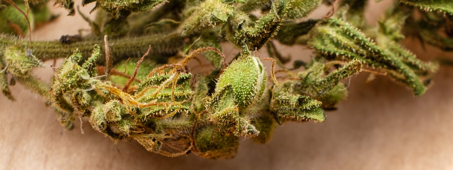 dry green bud of medical marijuana macro cannabis plant photo