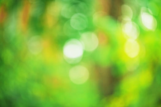 Defokus Light green forest. Natural sun glare blurred focus, bokeh. Summer. photo
