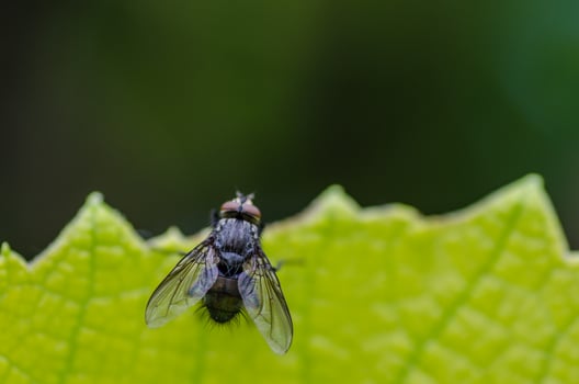 fly on a green leaf photo