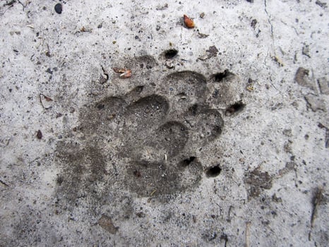 Photography to theme big footprint animal dog close up photo
