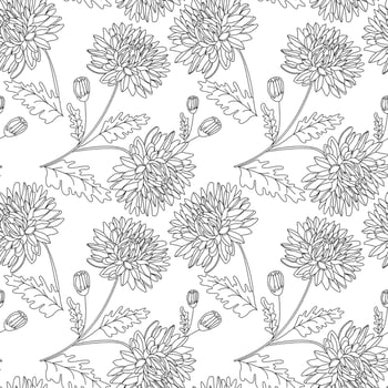 Seamless pattern with black outlined chrysanthemum flowers, buds, and leaves on white isolated background. vector