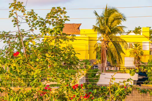 Bougainvillea pink flowers blossoms with palms Playa del Carmen Mexico. photo
