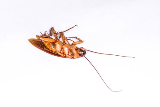 Dead cockroach  isolated photo