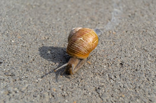 Big garden snail in shell crawling on wet road photo