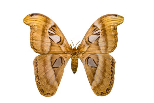 Giant butterfly Atlas Moth isolated on white background photo