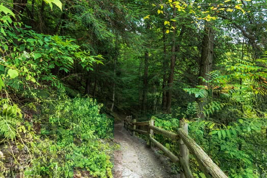 Robert H Treman State Park Gorge Trail photo