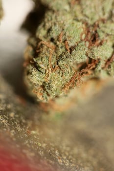 Cannabis indica big bud family cannabaceae close up modern background high quality big size prints photo