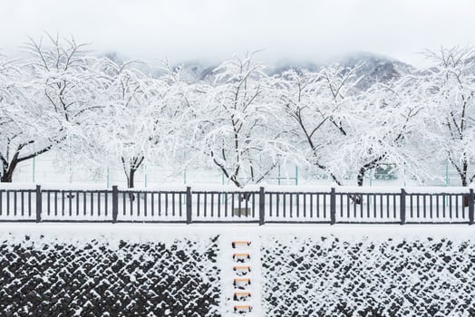 Fresh white snow fall at public park in winter season at Kawaguchiko,Japan photo