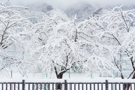Fresh white snow fall at public park in winter season at Kawaguchiko,Japan photo