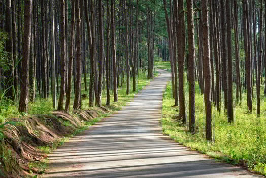Beautiful Pathway along with nature pine trees with sunshine in summer season at rural fores photo