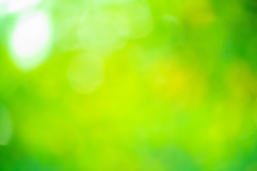 Natural green background. Defocus light green background. photo