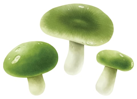 Mushroom illustration watercolor style collection vector