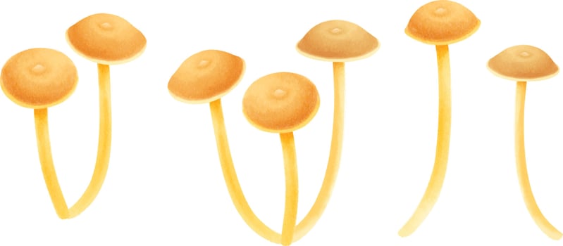 Mushroom illustration watercolor style collection vector