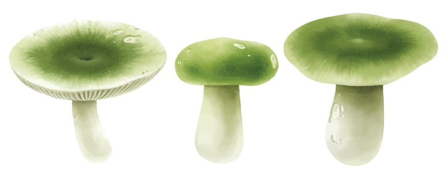 Mushroom illustration watercolor style collection vector