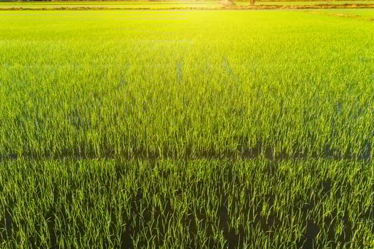 Beautiful green cornfield with sunset sky background. photo