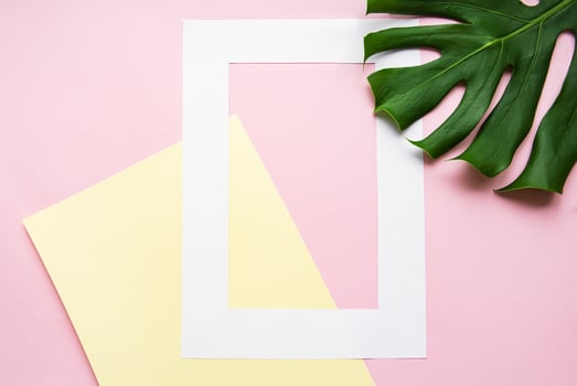 White frame and monster leaf photo