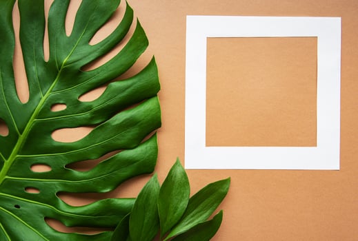 White frame and monster leaf photo