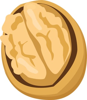Walnut sliced dry fruit vector