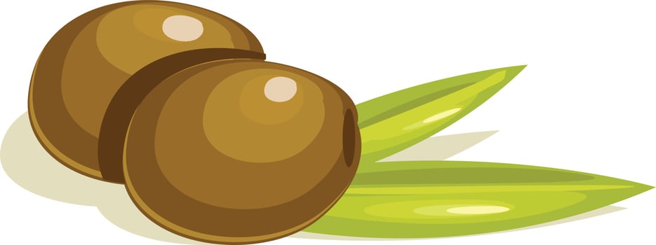 Olive fruit illustration vector