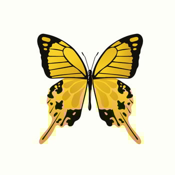 beautiful colorful butterfly vector