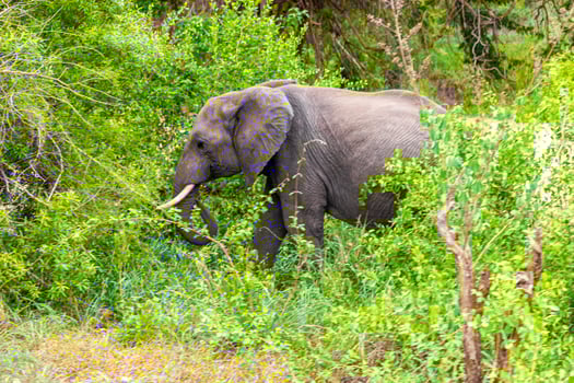 Big FIVE African elephant Kruger National Park safari South Africa. photo