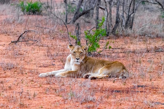 Lion at safari in Mpumalanga Kruger National Park South Africa. photo