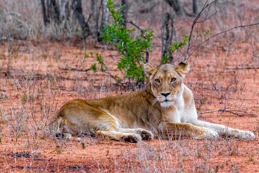 Lion at safari in Mpumalanga Kruger National Park South Africa. photo