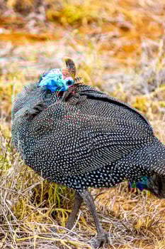 Helm Guinea Fowl bird Kruger National Park safari South Africa. photo
